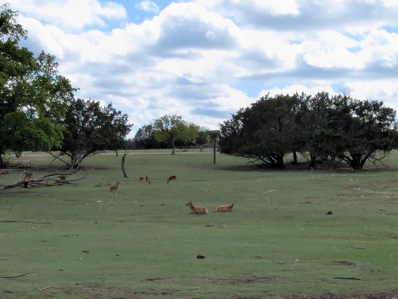 Llamas and Alpacas With Serious Attitude