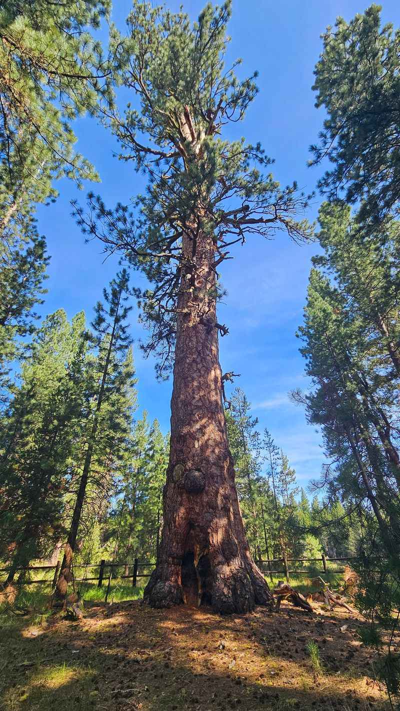 Gilchrist State Forest's Peculiar Pines