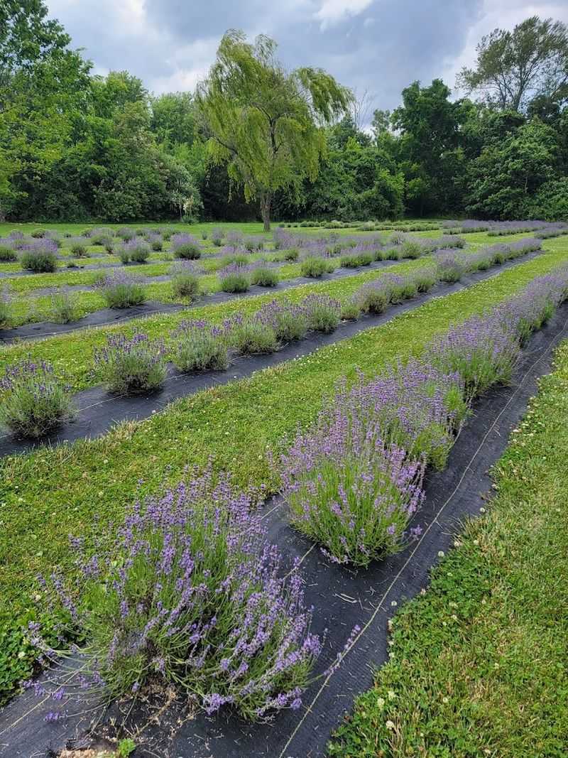 Close to Mooresville Gems Worth Adding to Your Day Trip