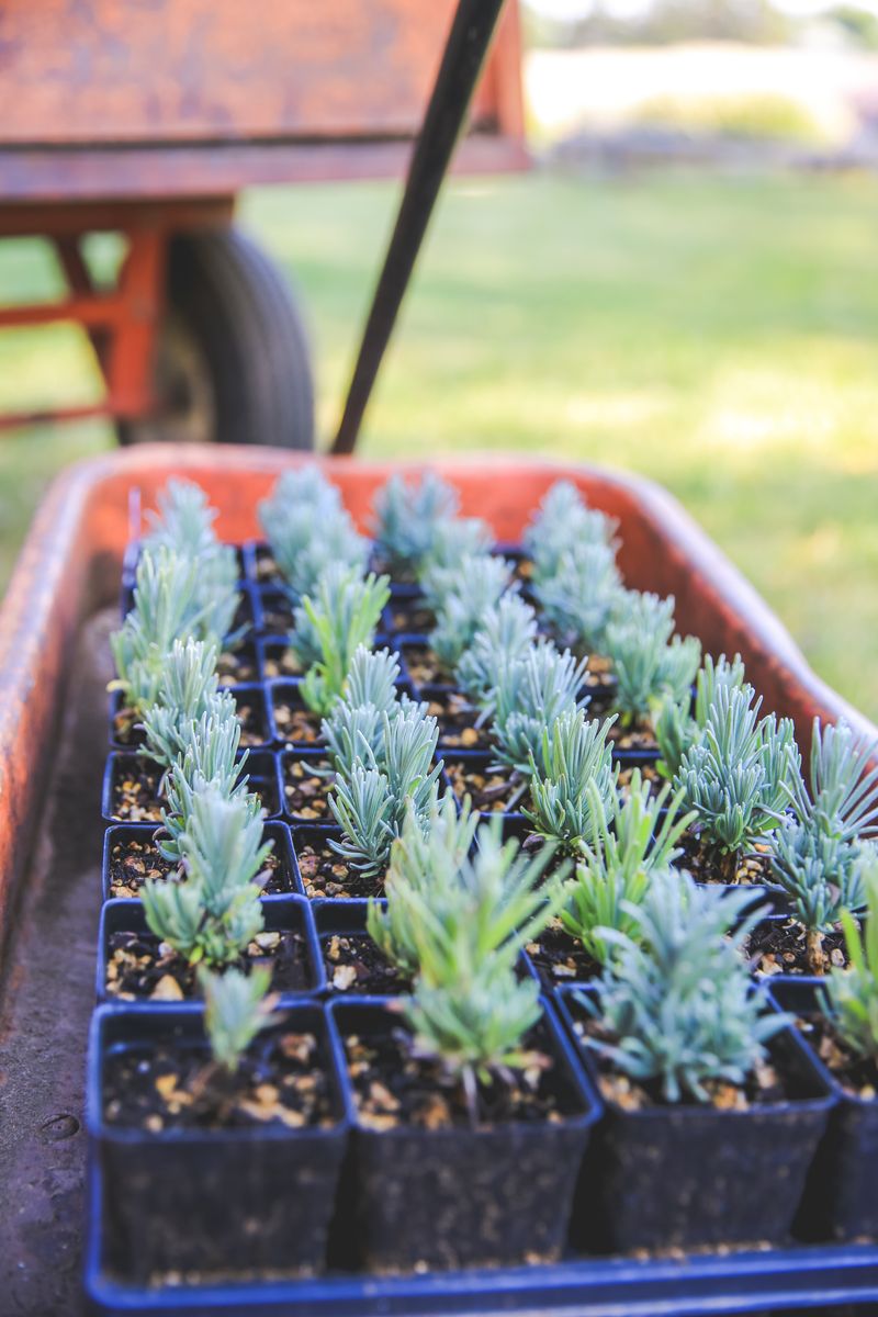 Seed-to-Shop Products Made Right on the Farm