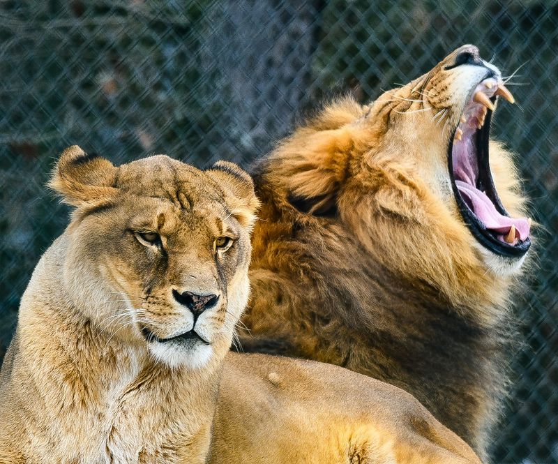 The Majestic Lions Who Found Their Forever Kingdom