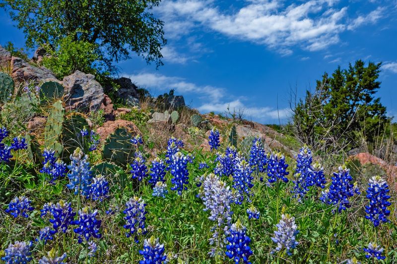 Birdwatching at the Blind