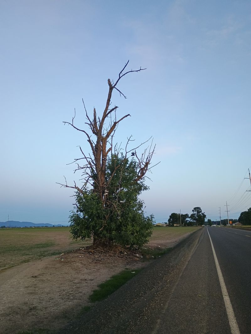 The Mitchell Shoe Tree Stands as a Quirky Roadside Icon