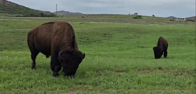 Wildlife Encounters Happen Around Every Bend