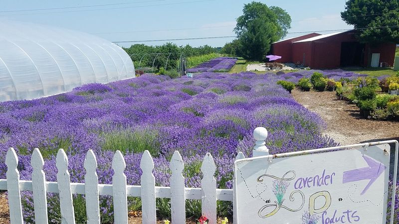 Cherry Blossom And Lavander Country Drives Nearby