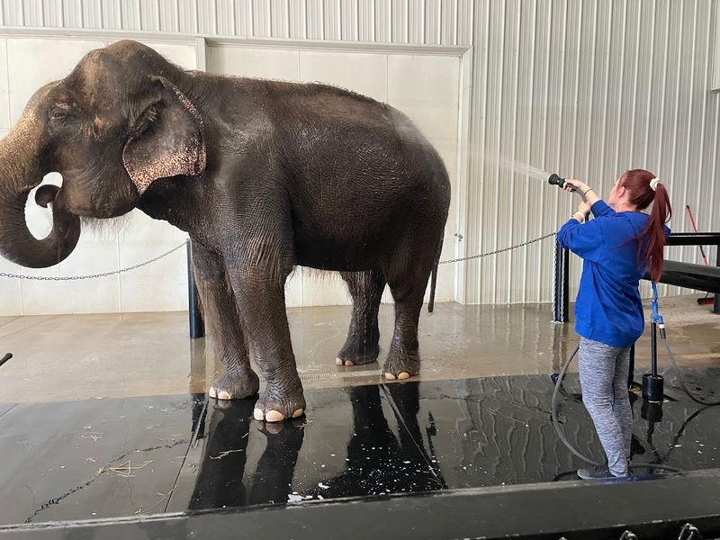 Wilstem Wildlife Park (Safari Cabins with Animals)