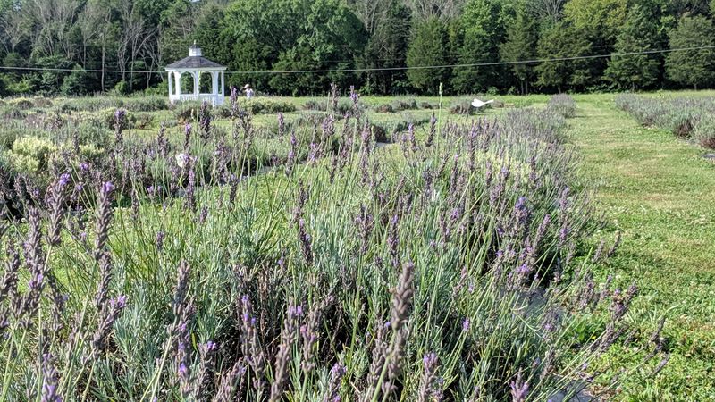 Pollinator Paradise Buzzing With Life