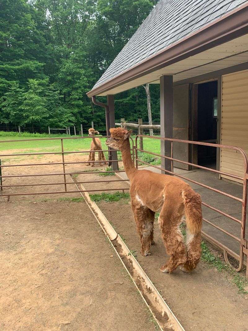 Shop Unique Alpaca Products At The Farm Store
