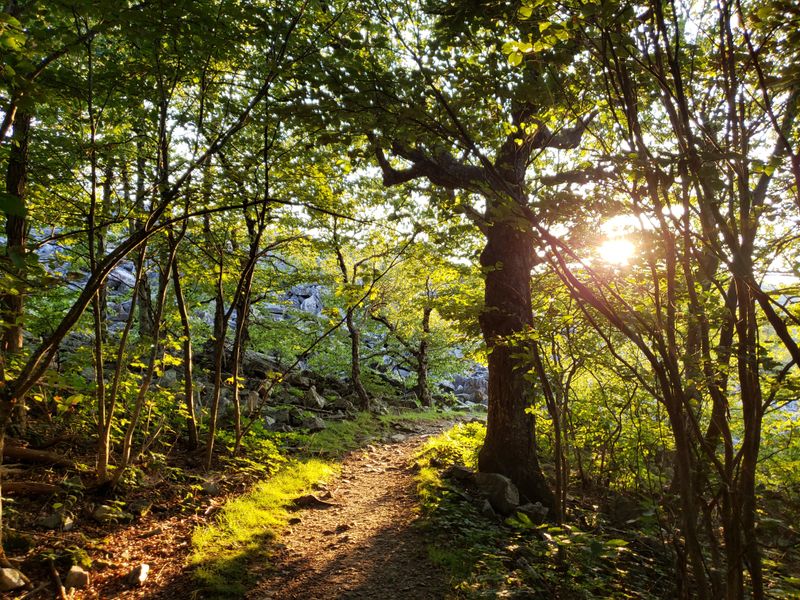 Wildlife Encounters Along the Way