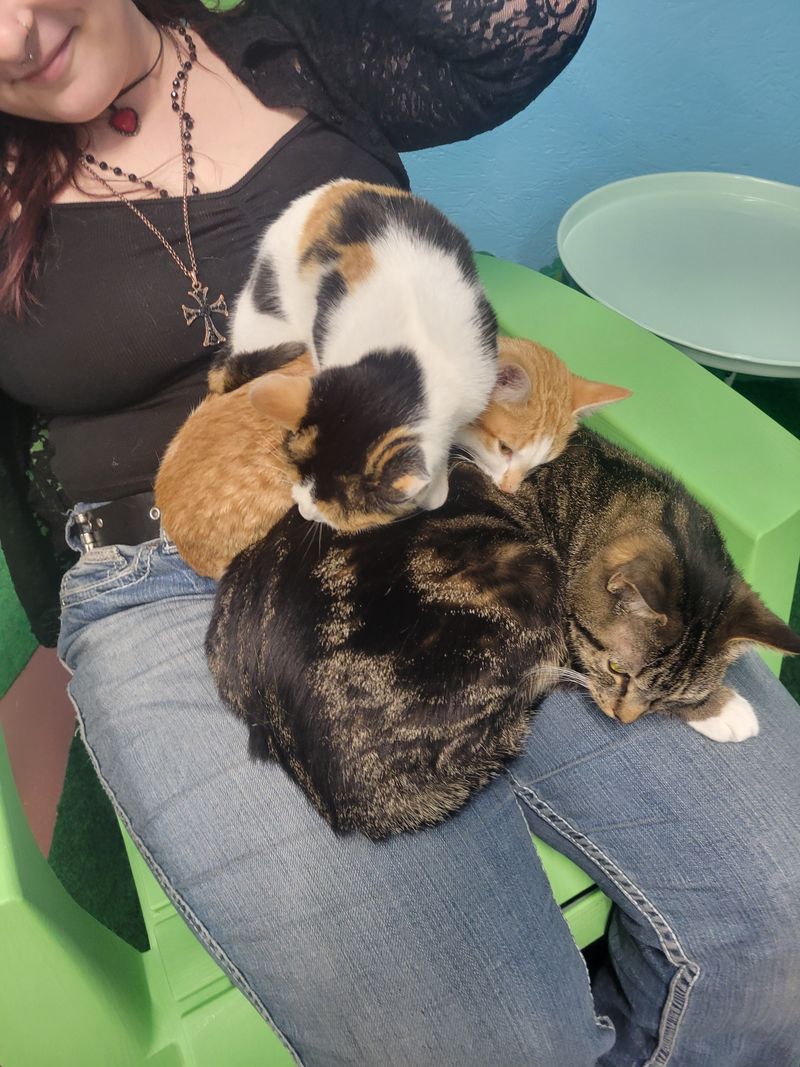 A Gift Shop That Celebrates Cat Culture