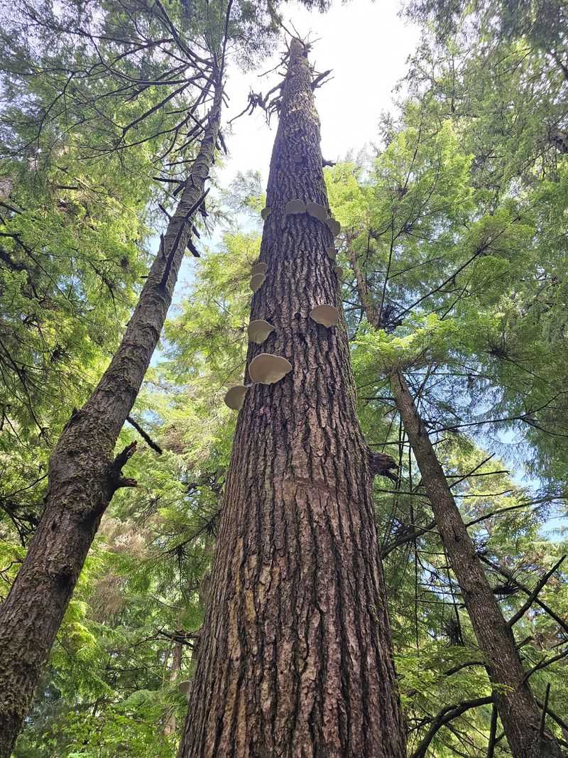 Tsunami Survivor with Incredible History