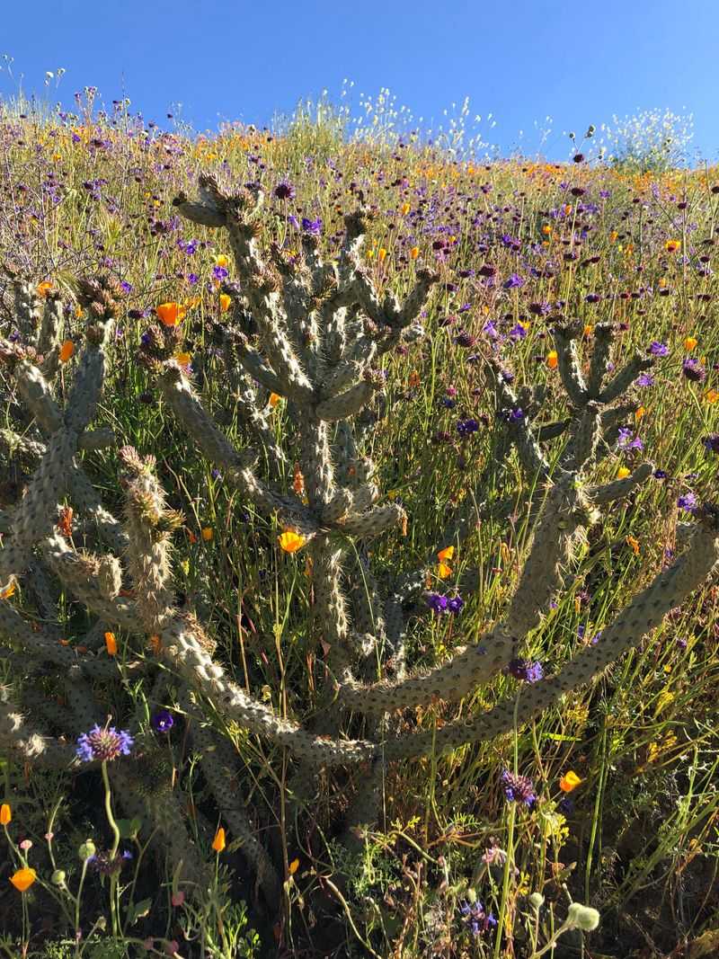 Rare Bloom Seasons Are Treated Like Guaranteed Events