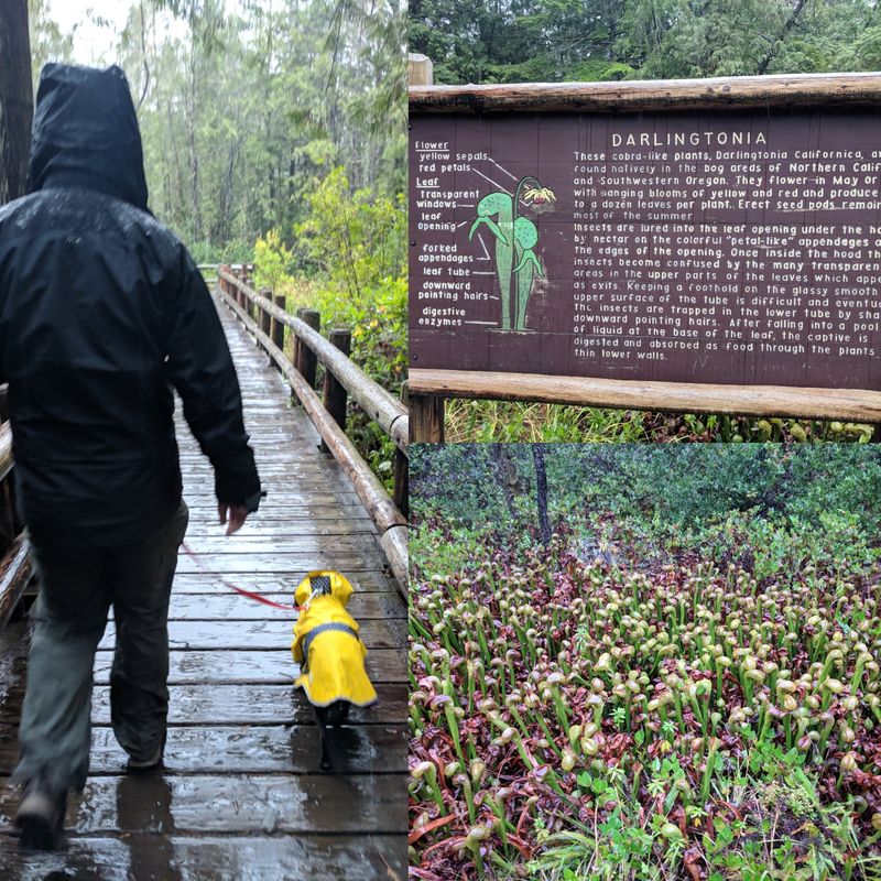 It's Free and Dog-Friendly