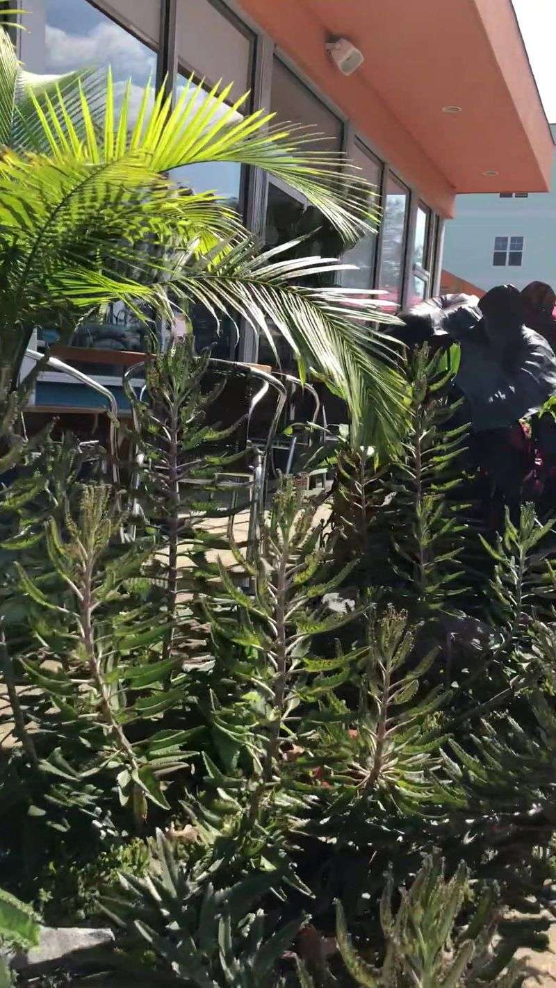 Outdoor Seating Brings Beach Vibes Closer