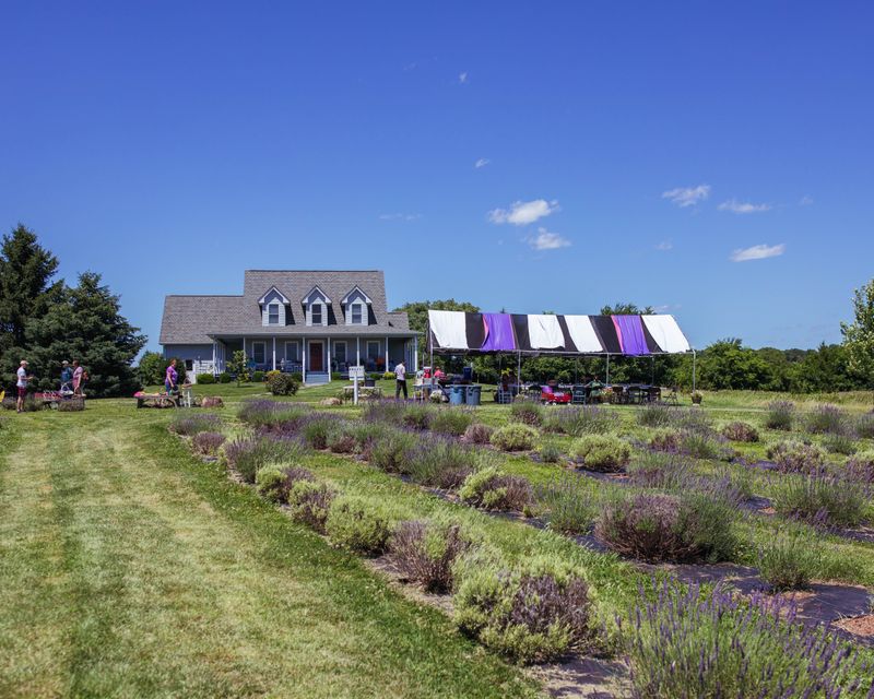 Seasonal Events That Celebrate Lavender Culture