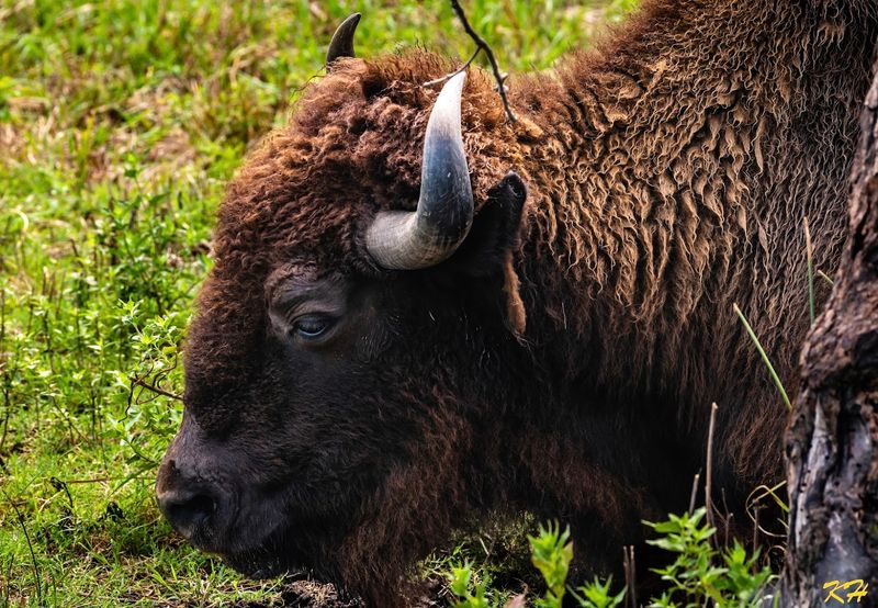 American Bison on the Prairie