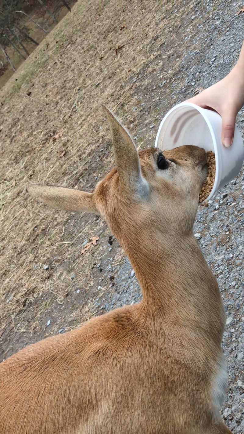 Timing Your Visit Strategically Improves Animal Encounters