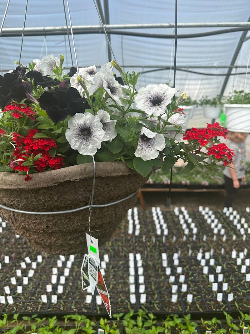 Hanging Baskets That Stop Traffic