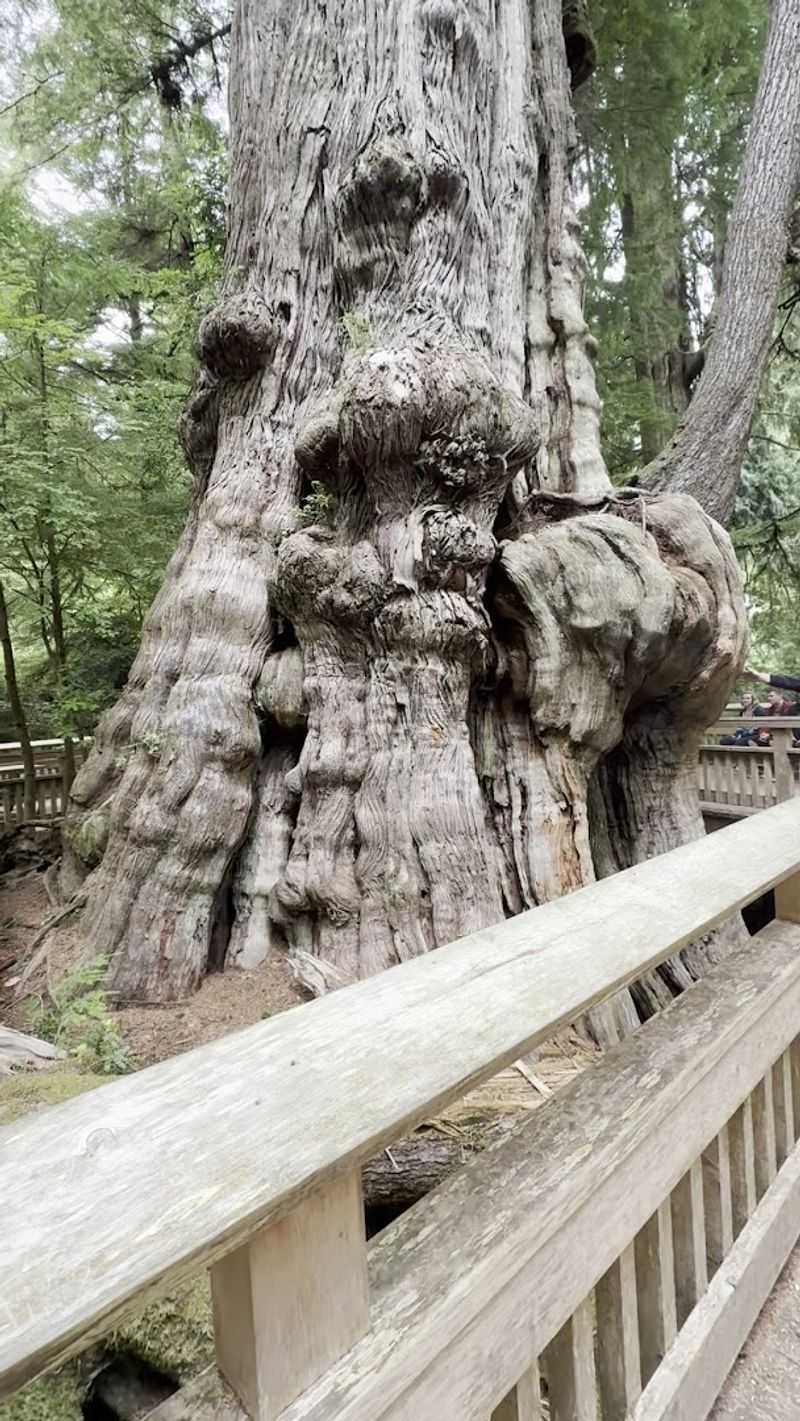 A Cathedral of Coastal Giants