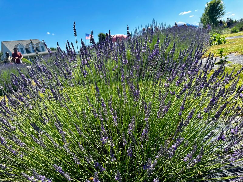 The Scent That Stops You In Your Tracks