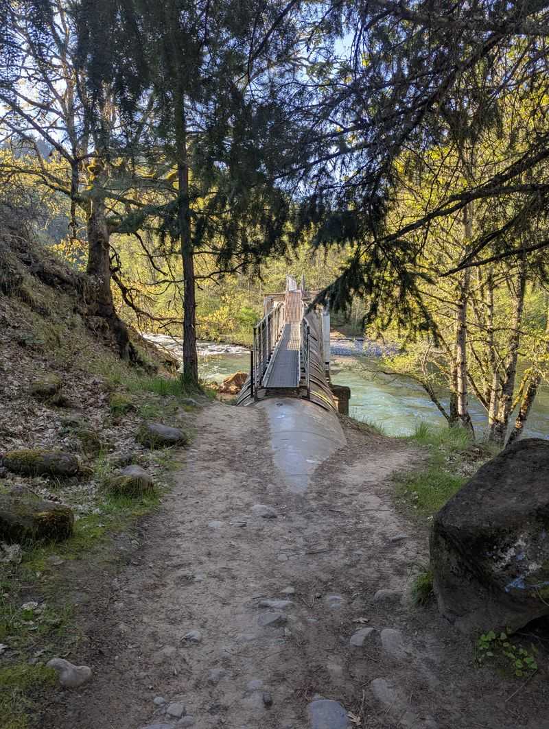 Forest Scenery Surrounds You