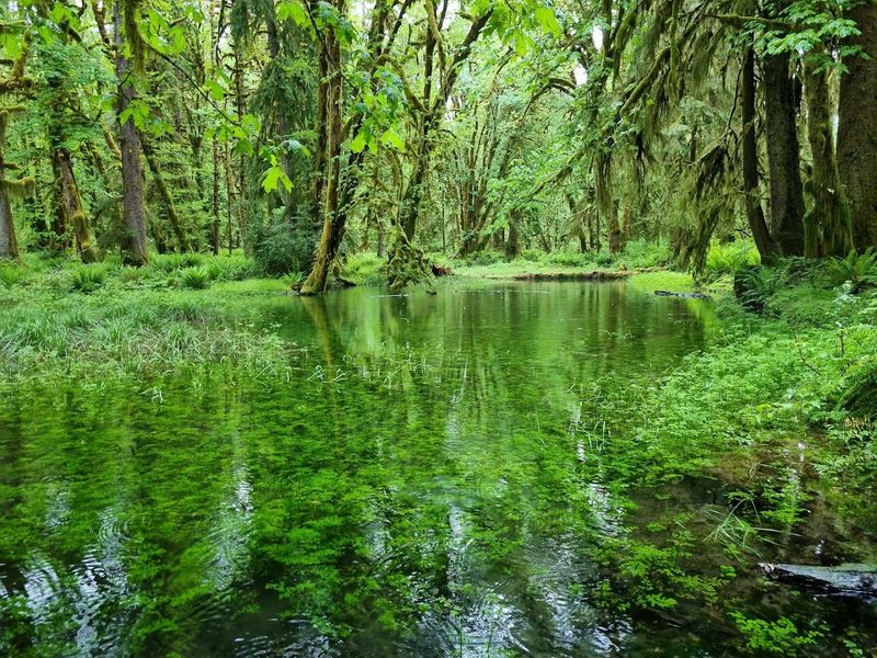 Maple Glade Loop, Short, Mossy, And Perfect For Spring