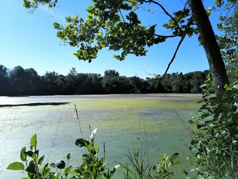 Lamington River Trail