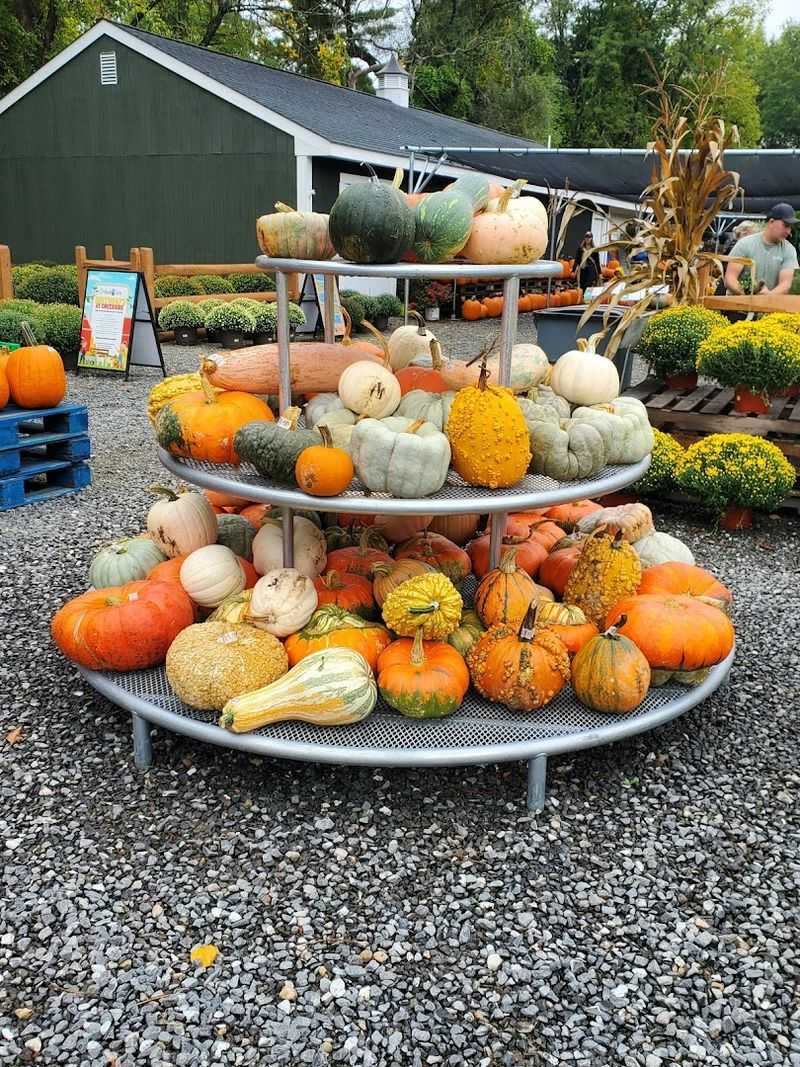 Perfect Pumpkin Patch Without The Long Drive