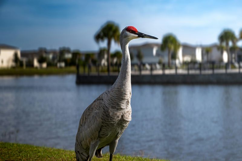 Feeding Sandhill Cranes Is Specifically Prohibited