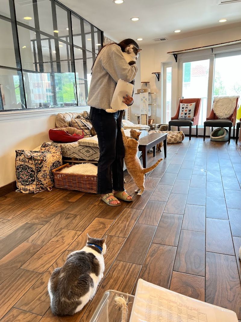 Staff Who Genuinely Care About Every Whisker