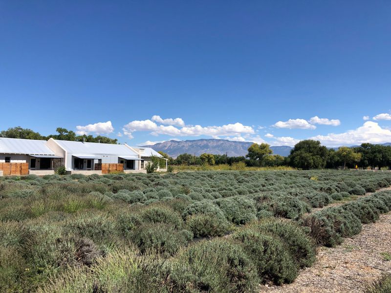 Los Poblanos Lavender Fields And Formal Gardens