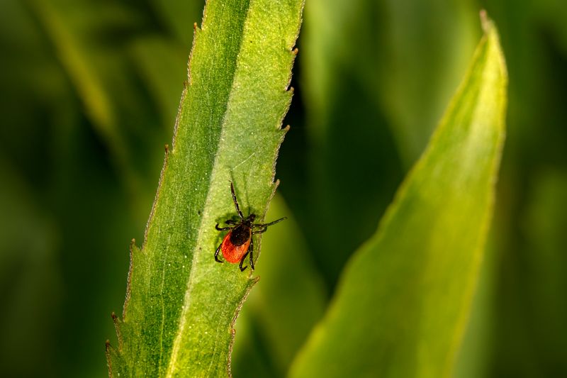 Ticks And Insects Around Vegetation