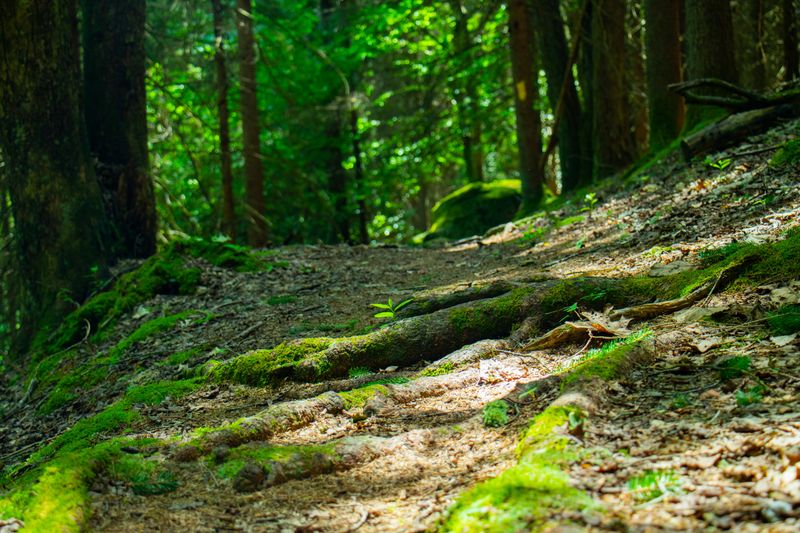 Forests That Feel Old And Settled