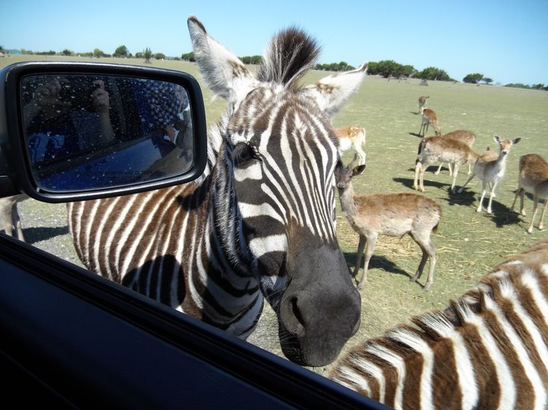 Meeting the Zebras Up Close