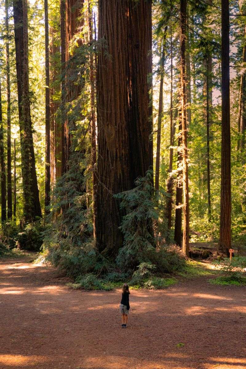 Illegal Climbing Threatens Tree Health Illegal Climbing Threatens Tree Health