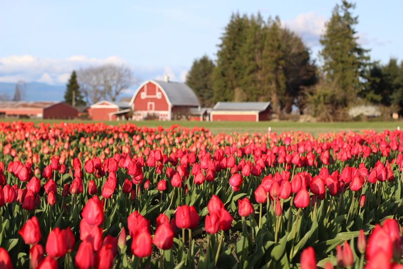Tulip Town (Mount Vernon)