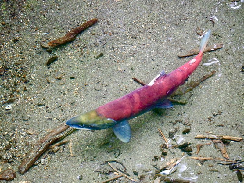 Species Limits Are Highly Specific