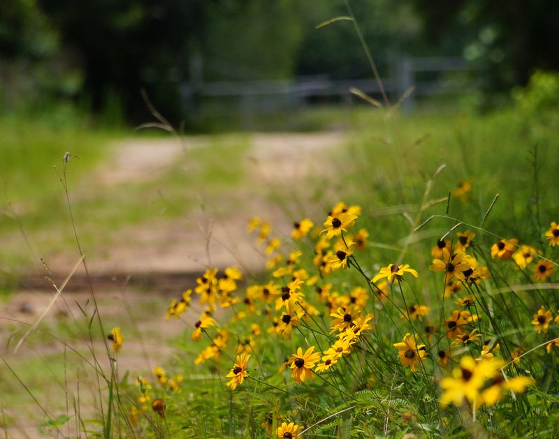 John Henry Kirby State Forest