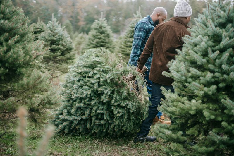 Cutting Or Moving “Christmas Trees” Without Proof Of Ownership Is Illegal 