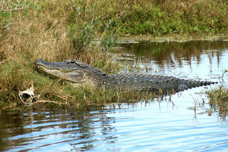 Feeding Alligators Or Crocodiles Is Unlawful