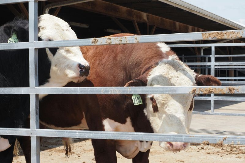 Farm Animals And Ranch Experiences On The Side