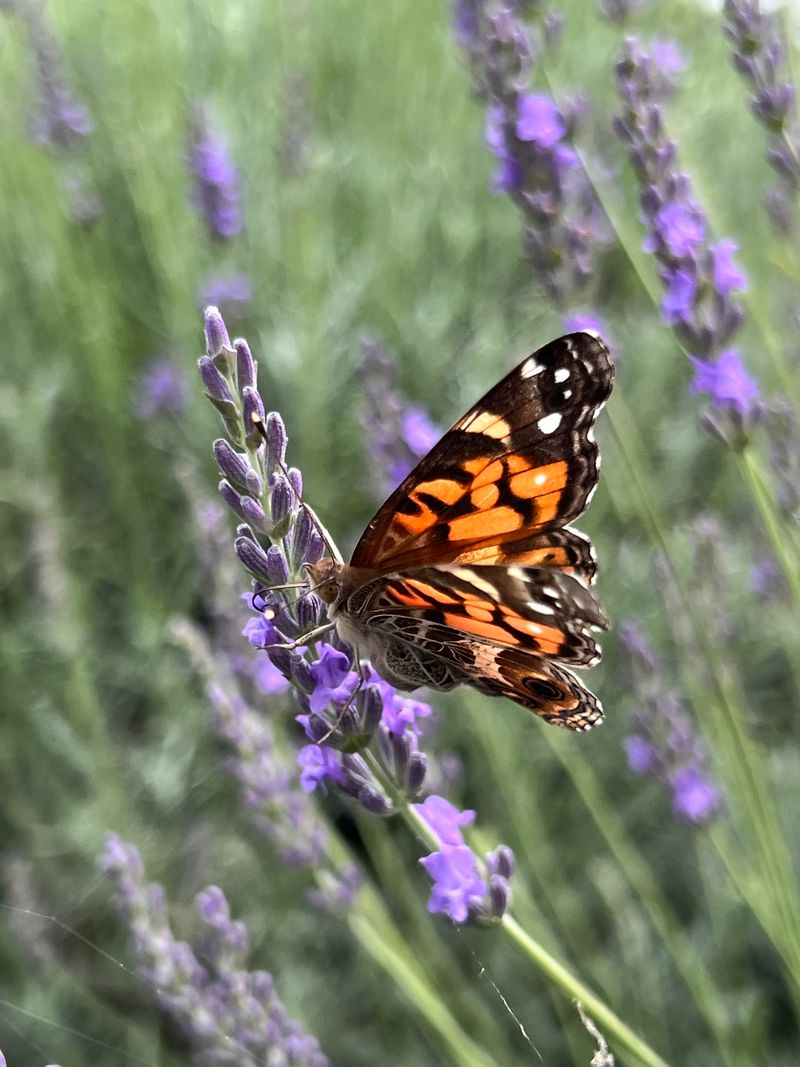 Perfect Setting for Photography Enthusiasts