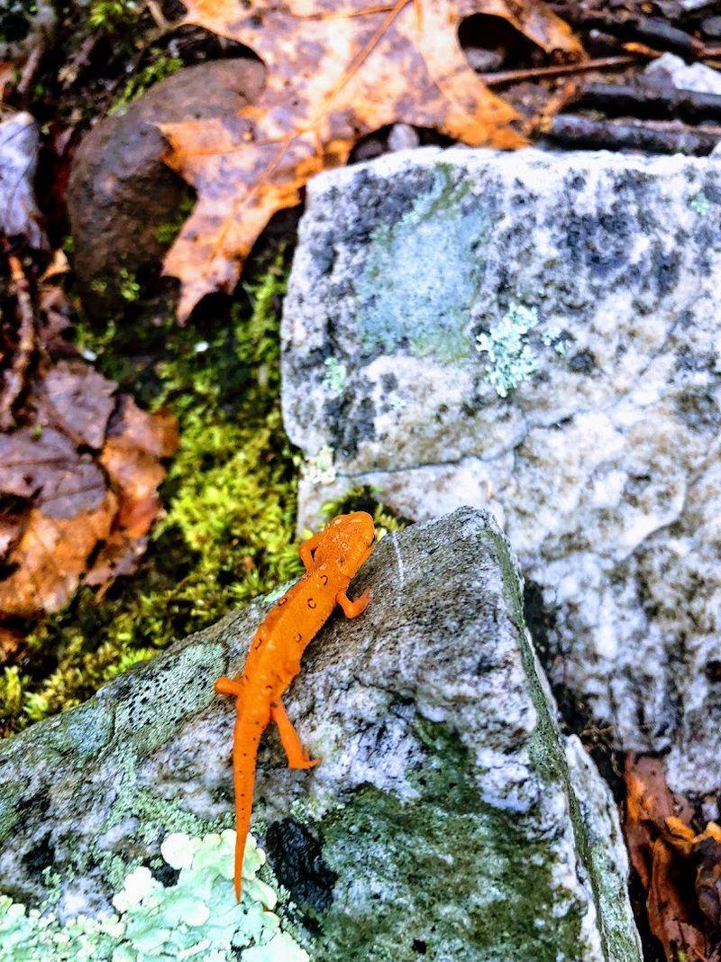 Wildlife Encounters in Unexpected Places