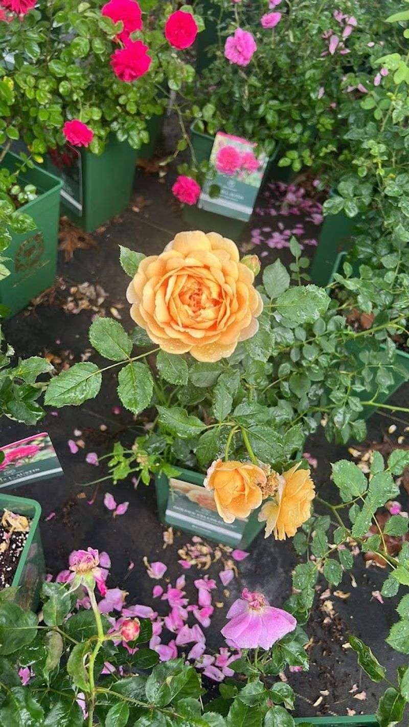 Fresh Flowers And Custom Arrangements For Every Occasion