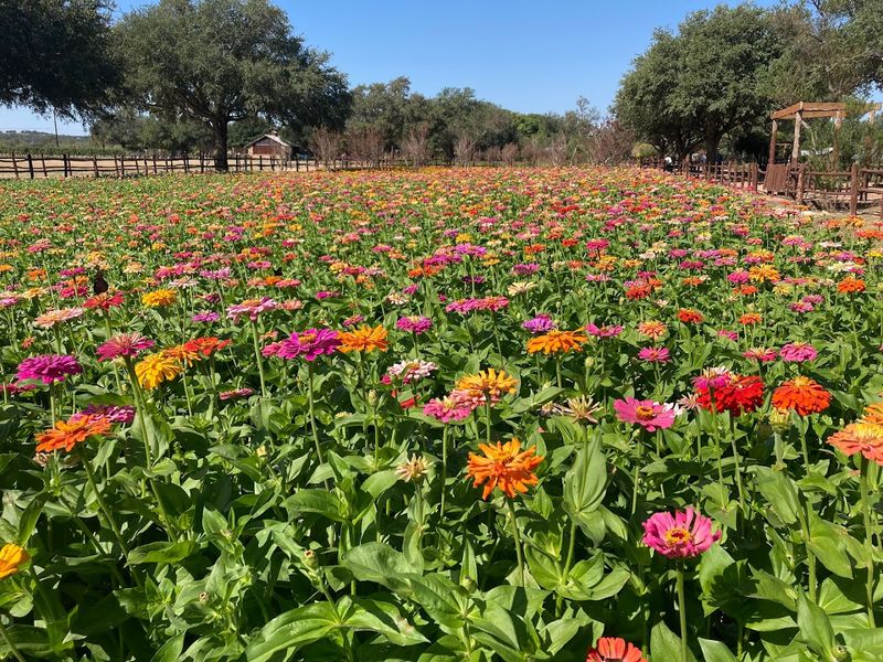 The Vineyard Cruise Experience