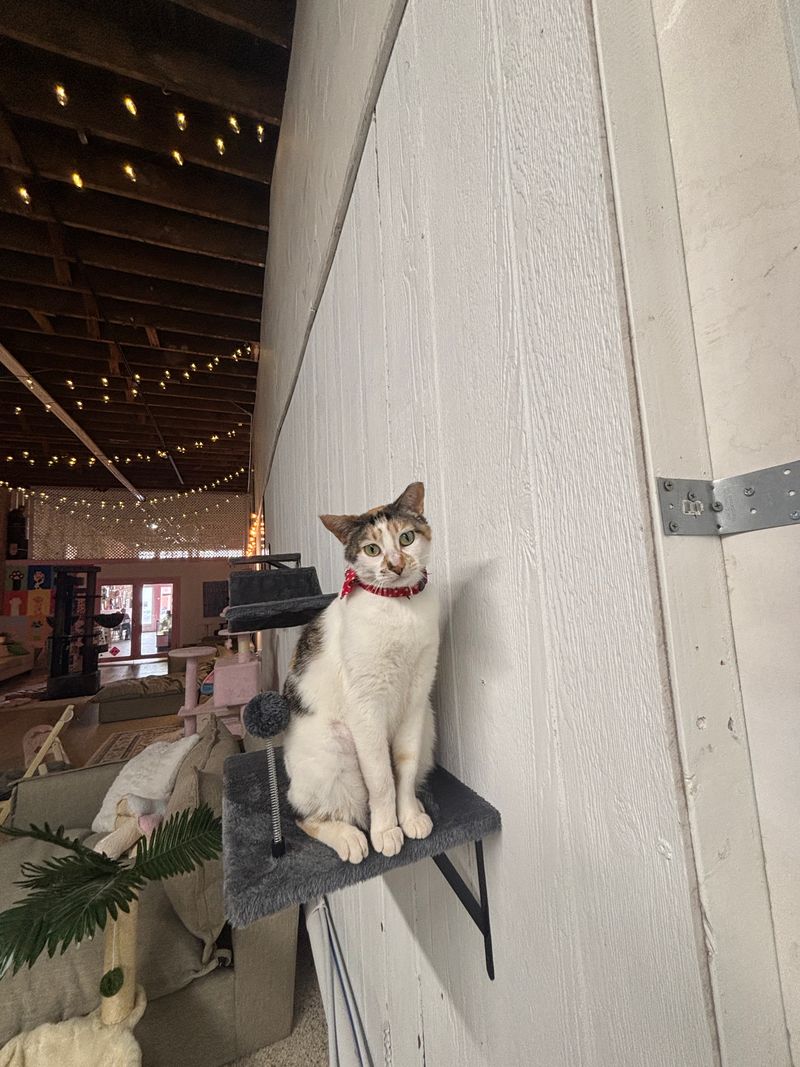 Spacious Cat Lounge Gives Felines Room to Roam and Rest