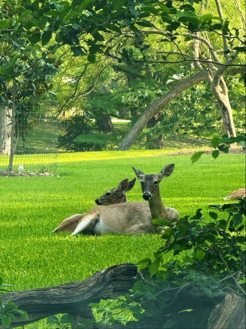 Wildlife Watching Along the River Trail
