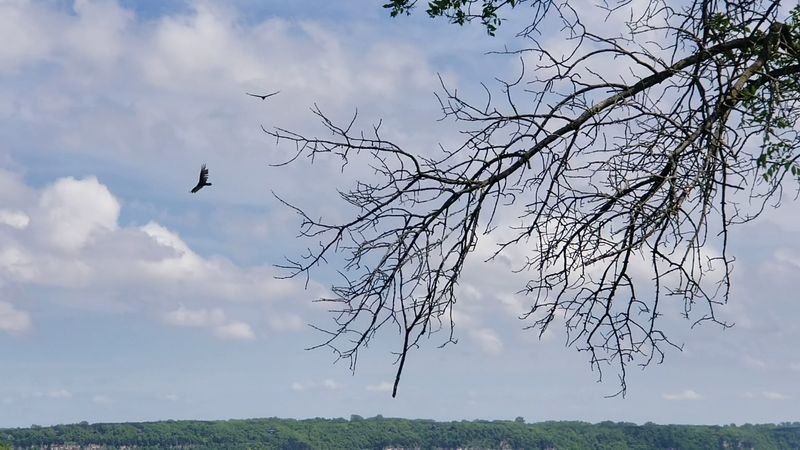 Birdwatching Spots Along The Mississippi Flyway