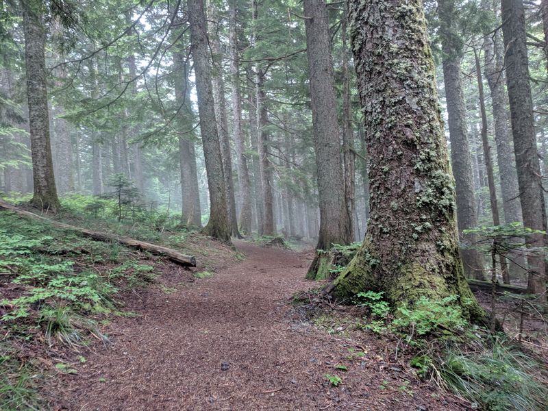 Ancient Forest Guardians
