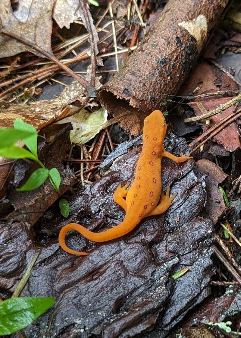 Wildlife Along the Trail: Frogs, Snakes, and Salamanders, Oh My